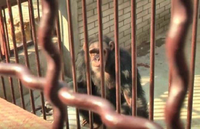   Djeca zadirkivala majmuna u Beo zoo-vrtu, a on im odgovorio (Video)