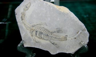 Otkriven fosil reptila star 250 miliona godina