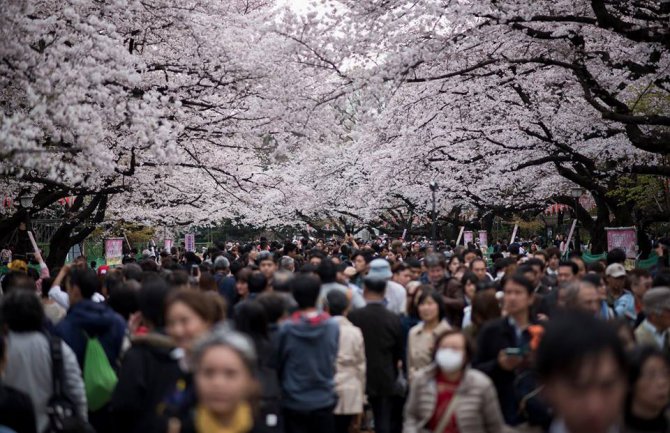 Procvjetale trešnje, nacionalni simbol Japana (FOTO)