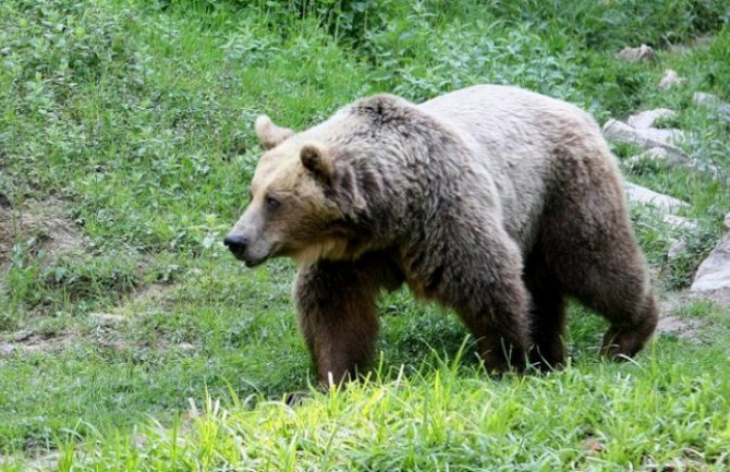 Ove jeseni medvjeda ima više nego inače: Traže hranu u mojkovačkim selima