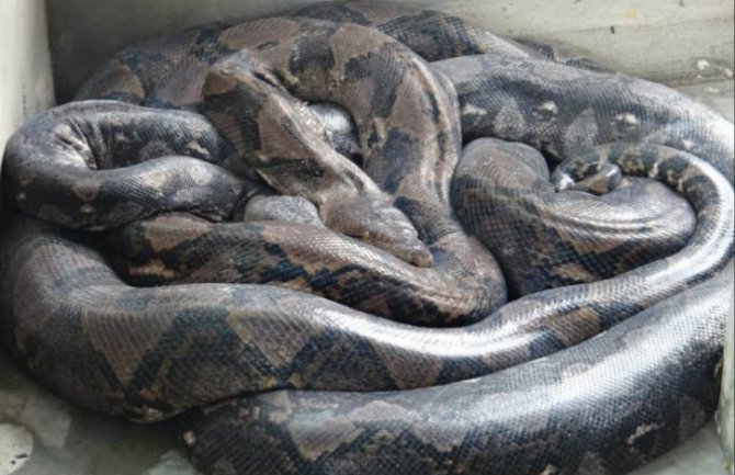 Policija prilikom kontrole vozila otkrila više od 1000. otrovnih zmija