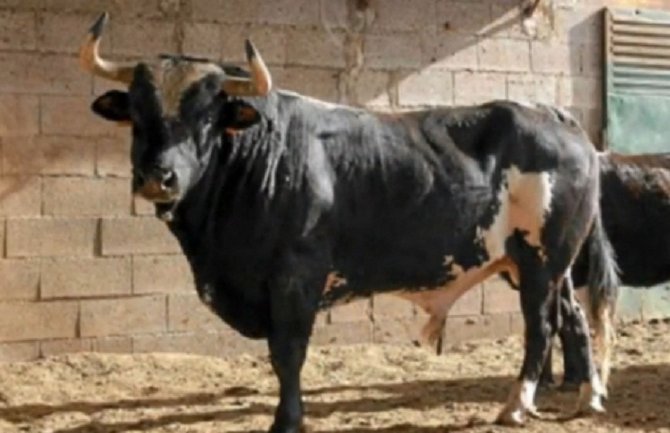 Velika Plana: Radnika ubio bik od jedne tone