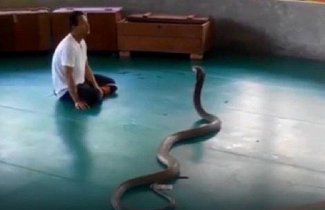 Tajland: Džinovska kobra se otima krotitelju i kreće na publiku (Video)