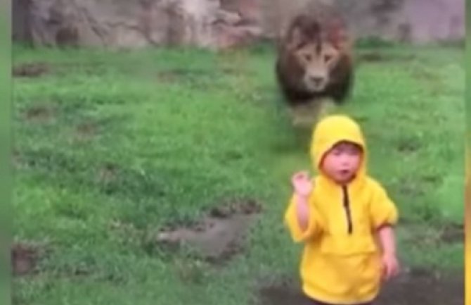Drama u zološkom vrtu: Lav nasrnuo na dijete (VIDEO)