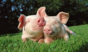 OVA zemlja ima duplo više svinja nego stanovnika