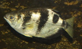 Naučnici: Tropska riba ima sposobnost prepoznavanja ljudskog lica