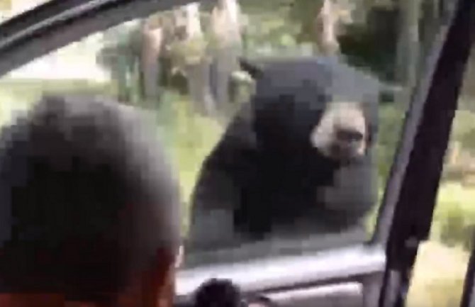 Medvjed otvorio vrata od automobila i napao turiste (Video)