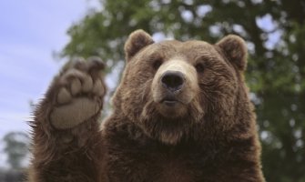Neobična provala: Medvjed razbio prozor automobila i pojeo sve kolače