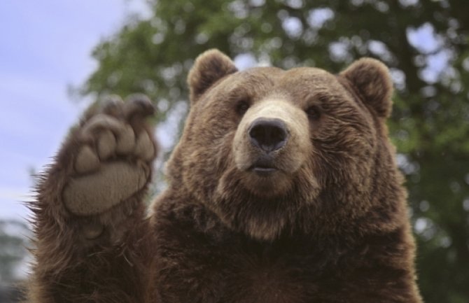 Republika Srpska: Medvjed ušao u dvorište kuće, napao domaće životinje