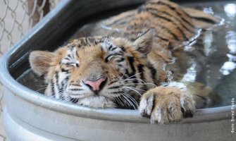 U Čileanskom safari  parku tigar usmrtio ženu 