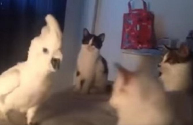 Papagaj koji mjauče šokirao prijatelje mačke (VIDEO)
