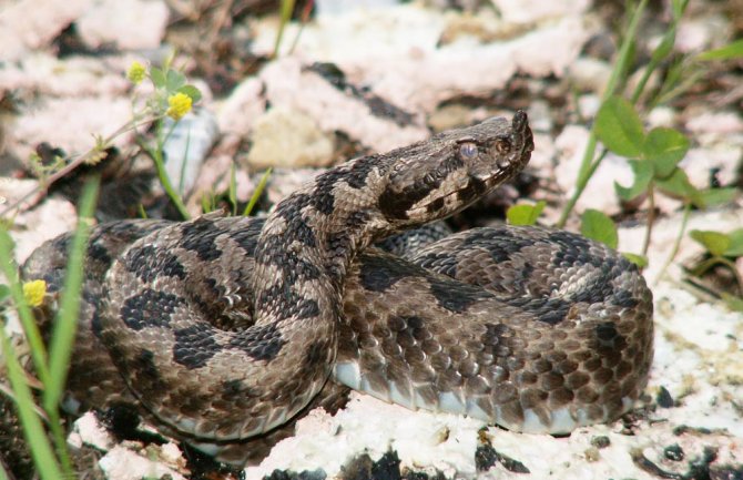 Ne paničite zbog zmija: Evo koje otrovnice žive u Crnoj Gori