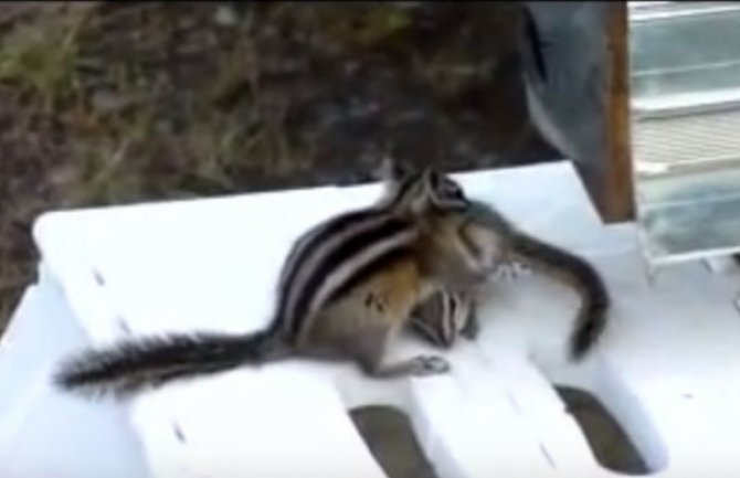 Slatko: Vjeverica pokušava da uspava mladunče (VIDEO)