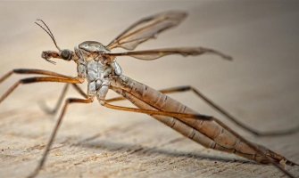 Larvicidni tretman komaraca 28. aprila u Herceg Novom