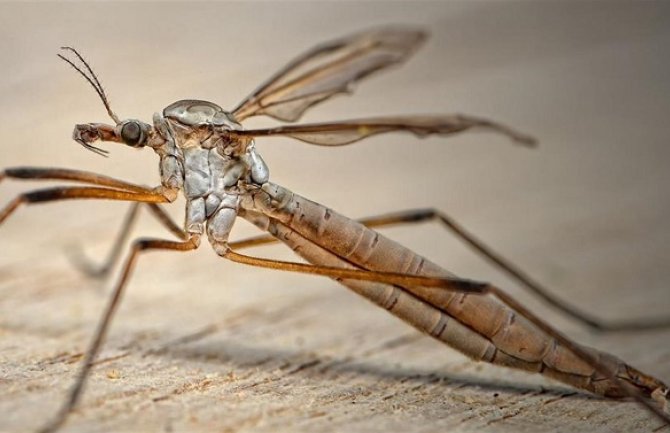 Larvicidni tretman komaraca 28. aprila u Herceg Novom