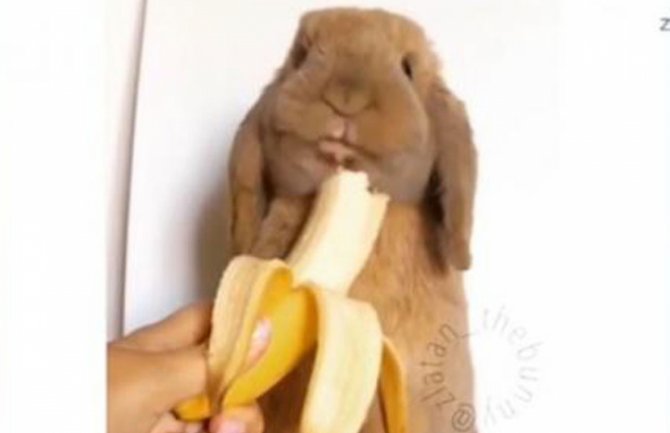 Upoznajte Zlatana, preslatkog zeca koji voli banane (VIDEO)