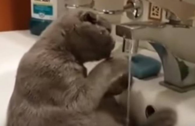 Da li ste i Vi mislili da mačke ne vole vodu?!Ovaj video snimak će vas razuvjeriti!