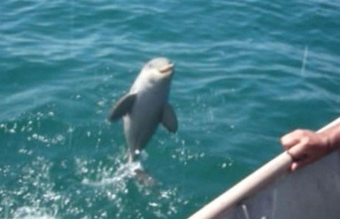 Pogledajte reakciju delfina kojeg su spasli ribari (VIDEO)