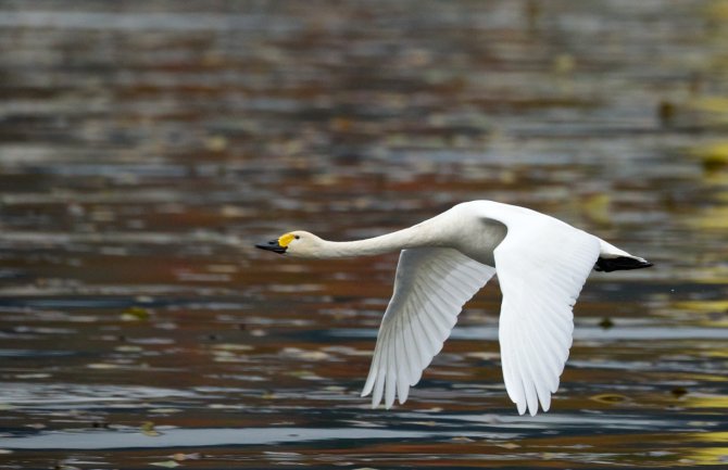 Na Plavskom jezeru otkrivena nova vrsta ptice u Crnoj Gori