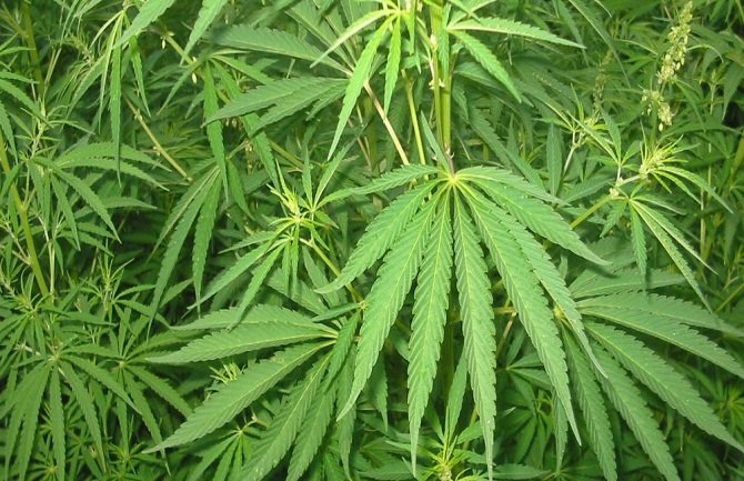 Otkrivena laboratorija za proizvodnju marihuane u vještačkim uslovima, jedna osoba uhapšena