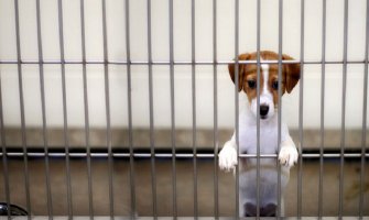 U crnogorskim azilima psi osuđeni na sigurnu smrt, u nedelju protest