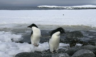 Porast temperature čini Antarktik sve zelenijim