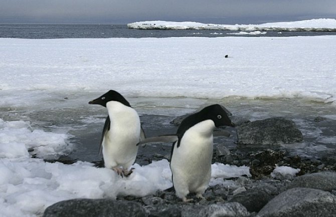 Porast temperature čini Antarktik sve zelenijim