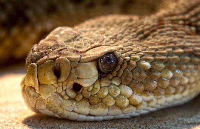 Umrla od ujeda zmije koju je kupila preko interneta