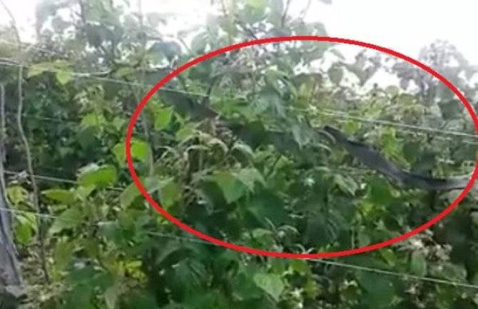 Zmija nalik anakondi u malinjaku, mještani šokirani prizorom(VIDEO)
