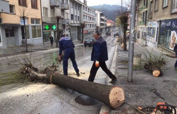 Agencija nije nadležna za drvorede u Pljevljima