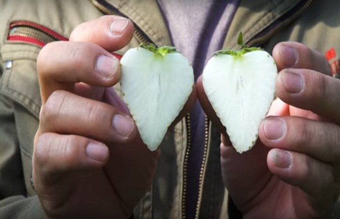 Pogledajte ove neobične bijele jagode (VIDEO)