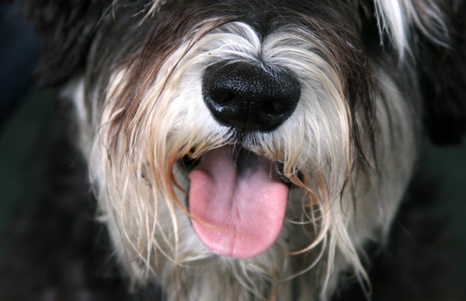 Italijanka izbušila psu jezik da bi bio moderniji(FOTO)