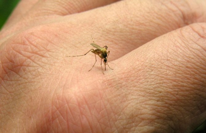 Ovo su prirodni načini da se zaštitite od komaraca