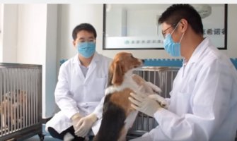 Stvoren prvi klonirani pas- Long Long (VIDEO)