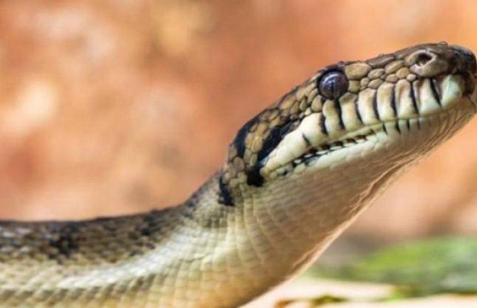 Napad velikog pitona iznenadio i iskusnog hvatača zmija (VIDEO)