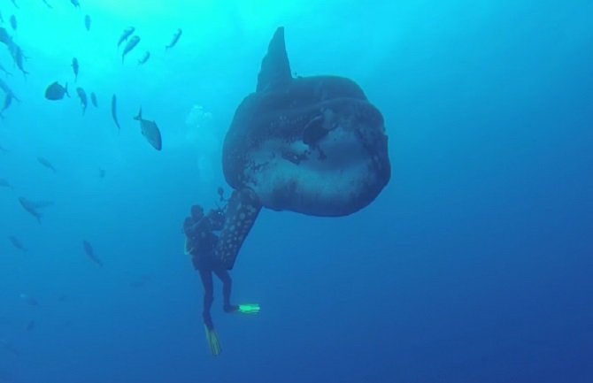 Naučnici otkrili novu ogromnu ribu (VIDEO)