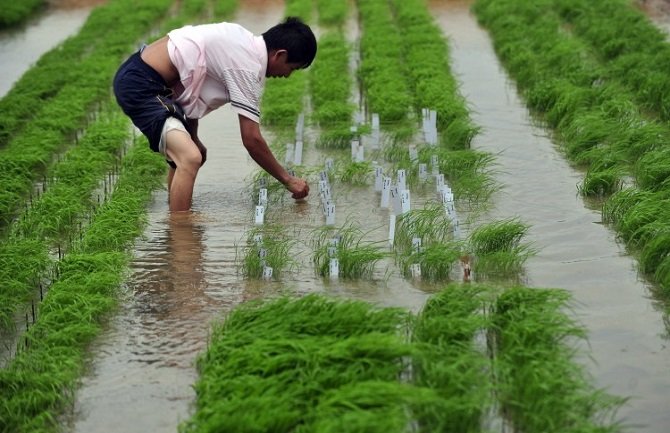 Kinezi ostali bez zaliha, po prvi put uvoze pirinač