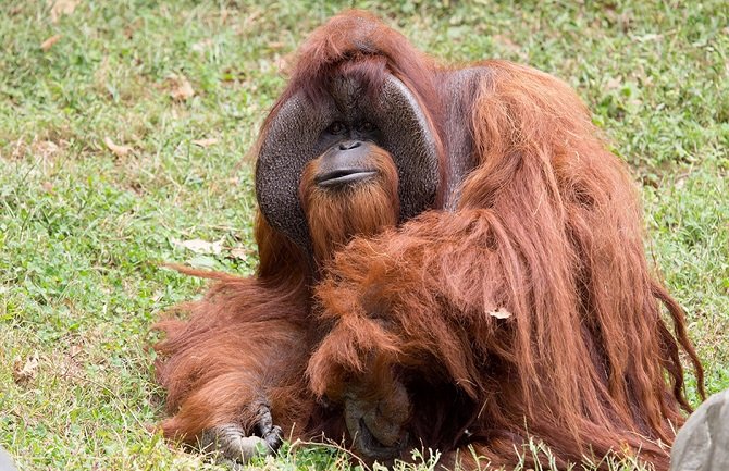 Uginuo orangutan koji je među prvima naučio znakovni jezik