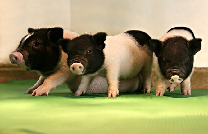 Donori organa ljudima biće genetski modifikovane svinje 