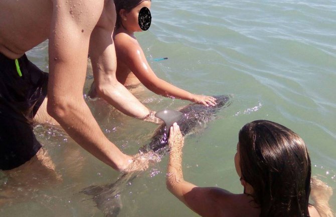 Turisti ubili mladunče delfina zbog selfija (FOTO)