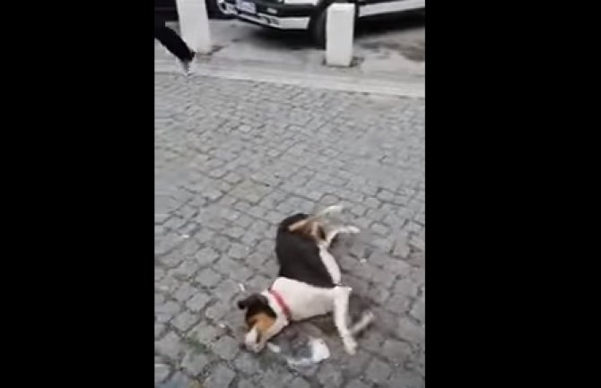 Scene umiranja pasa u Kolašinu neprihvatljive za zemlju kandidata za EU