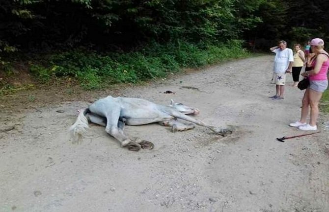 Iskoristili konje pa ih ostavili da uginu pored puta (FOTO)