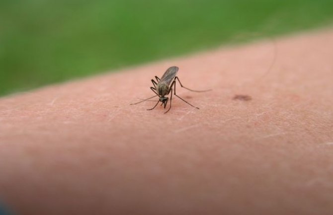 Riješite se komaraca na najprirodniji mogući način