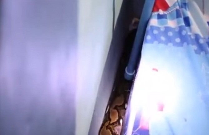 Piton pojeo mačku pa se zavukao ispod dječakovog kreveta (VIDEO)