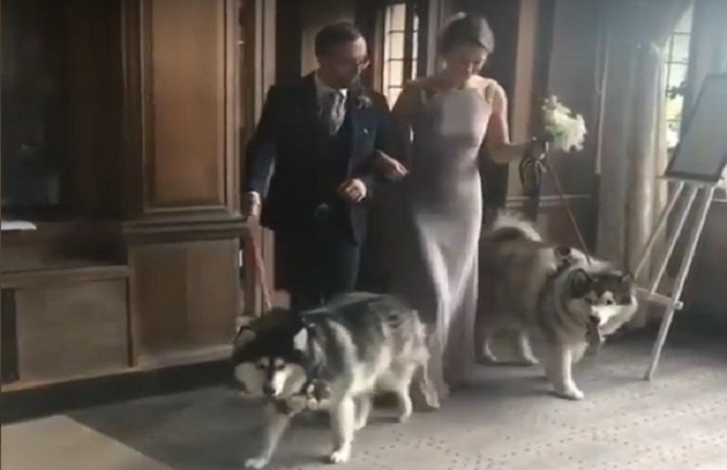 Aljaski malamuti bili kumovi na vjenčanju (VIDEO)