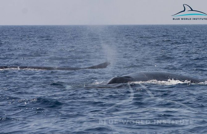 Na Jadranskom moru viđena dva kita duga oko 18 metara(VIDEO)