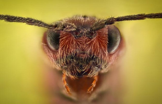 Ovo je zastrašujuća osobina mrava koje nijesmo bili svjesni