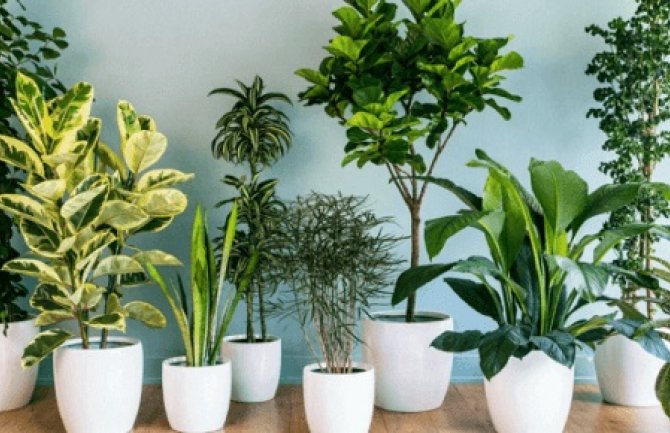 Kućne biljke koje smanjuju depresiju, osvježavaju vazduh, poboljšavaju pamćenje