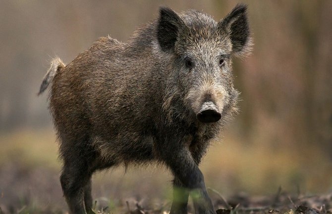 Novi Sad: Divlje svinje preplivale Dunav i napale na Štrandu
