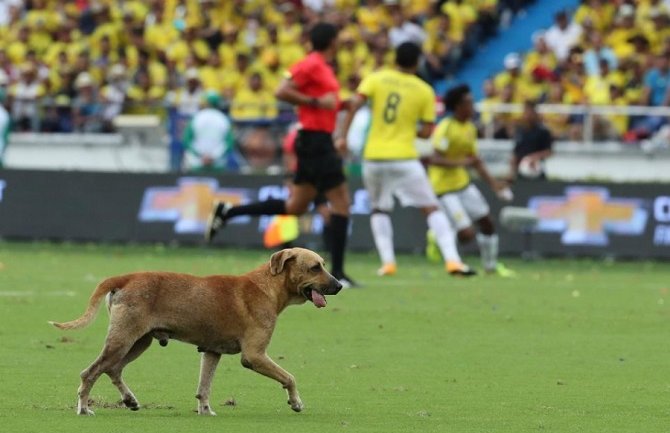 Pas utrčao na teren na meču Kolumbije i Brazila (VIDEO)